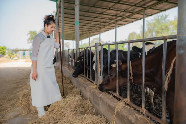 asian-farmer-work-rural-dairy-farm-outside-cityyoung-people-with-cow