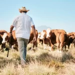 cows-walking-black-man-farm-agriculture-livestock-sustainability-agro-business-countryside-back-dairy-production-farmer-farming-cattle-herd