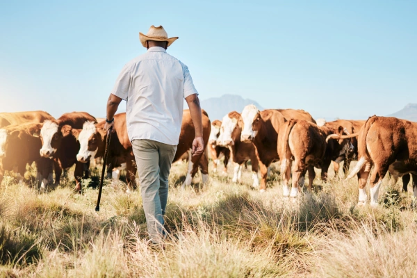 cows-walking-black-man-farm-agriculture-livestock-sustainability-agro-business-countryside-back-dairy-production-farmer-farming-cattle-herd