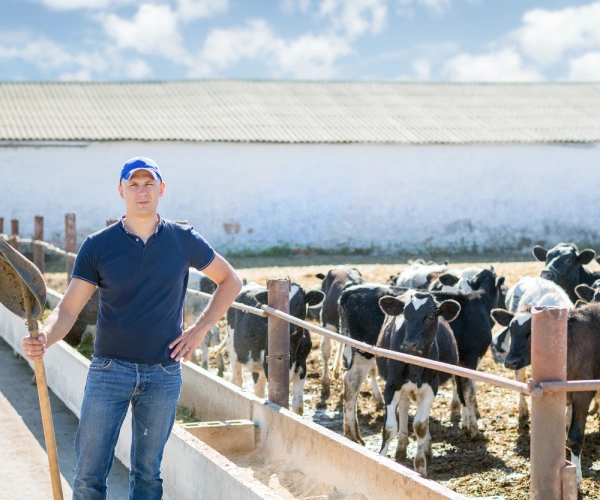 farmer-is-working-farm-with-dairy-cows